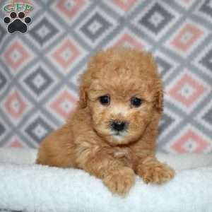 Peaches, Bich-Poo Puppy